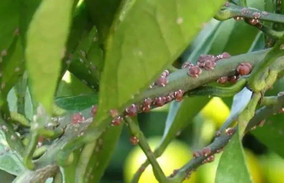 苹果版番茄黄瓜社区
:这个杀虫配方，专治烟粉虱、介壳虫等，喷一次管50天