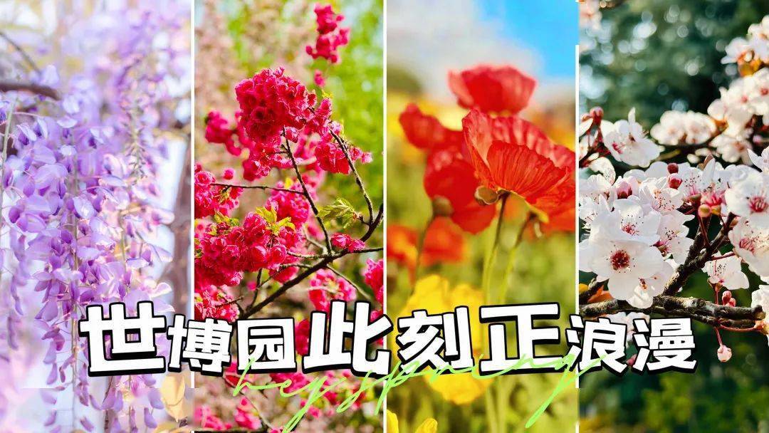 虞美人游戏苹果版:有一种叫云南的生活 | 春日的世博园，不止一种花色