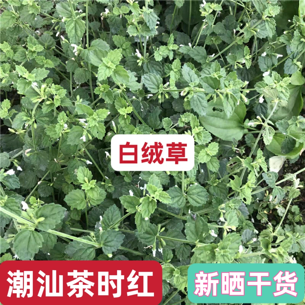 小草1024客户端小草回家的路怎么找2020