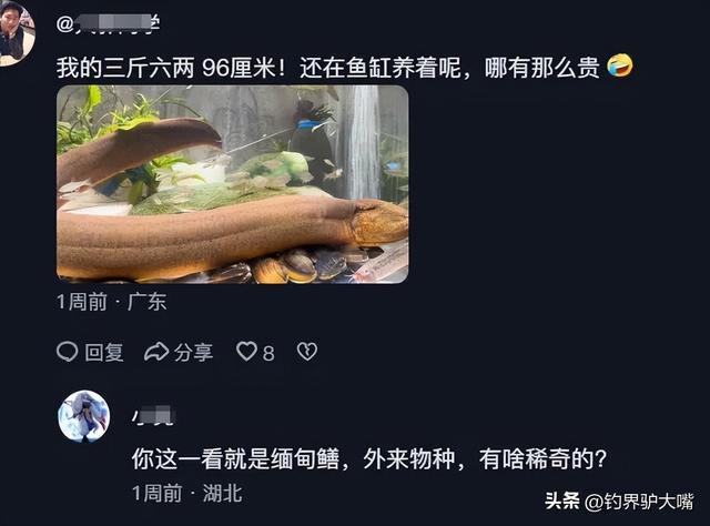 黄鳝直播安卓版直播泥鳅钻洞的图片