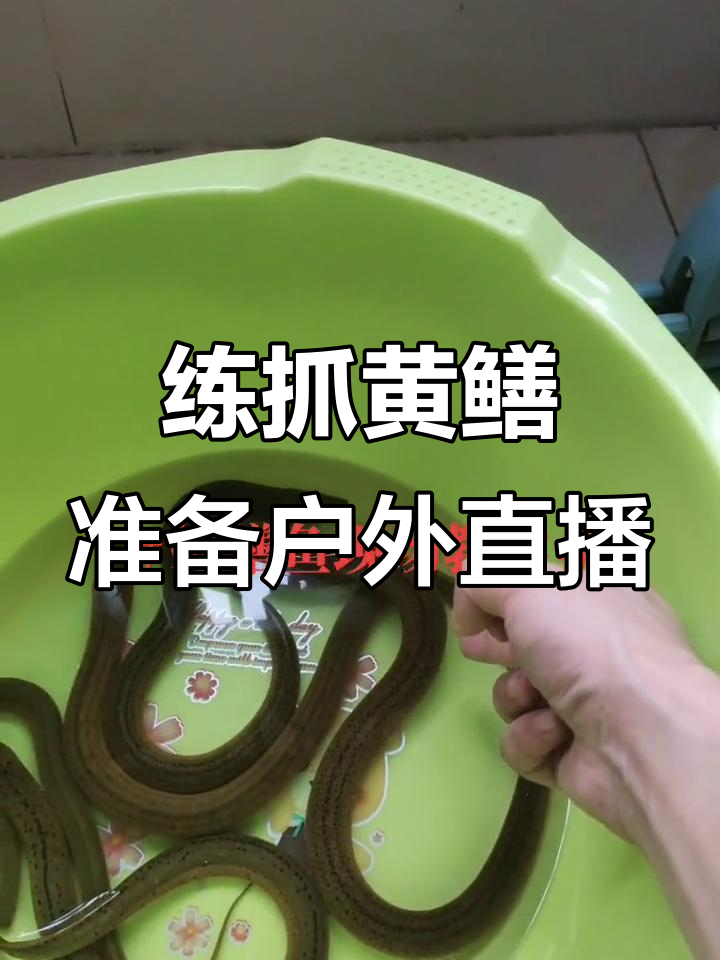 黄鳝直播安卓版直播泥鳅钻洞的图片-第2张图片-太平洋在线下载