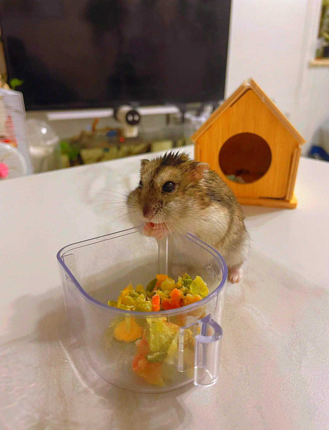 电动仓鼠球手机版下载(仓鼠球2010手机版安卓)-第1张图片-QuickQ官网