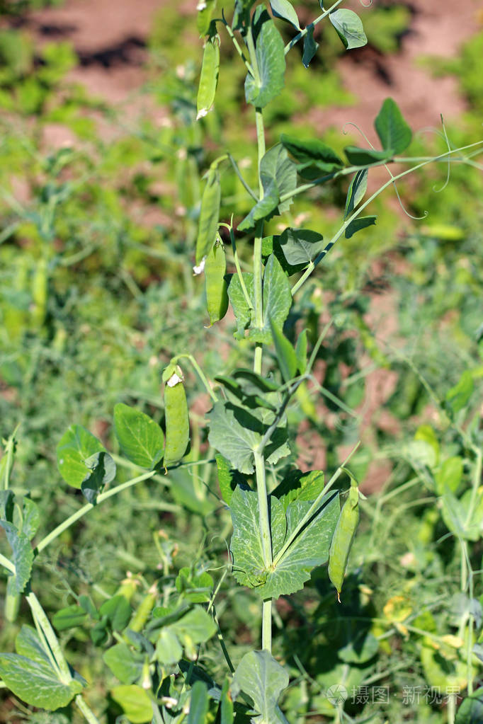 豌豆荚手机版分手(豌豆荚多开分身历史版本)-第1张图片-QuickQ官网