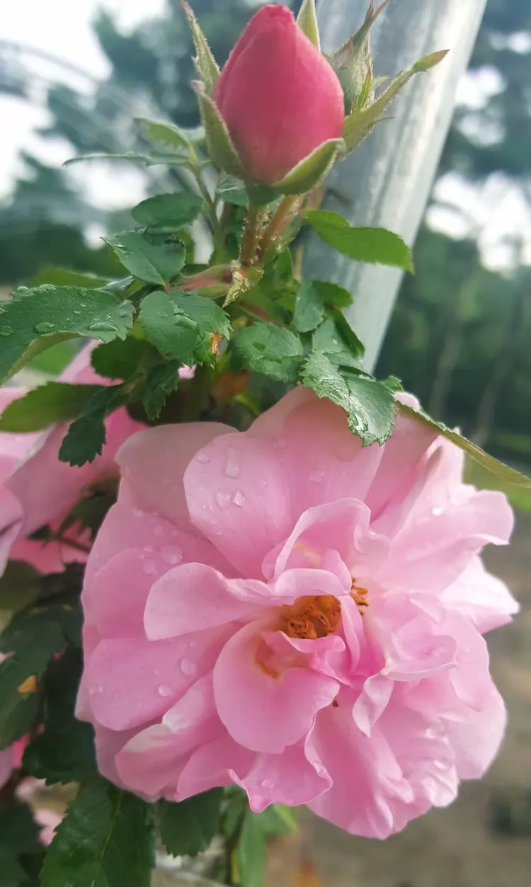 红尘陌上谁来陪手机版(红尘陌上花歌词是什么意思)-第2张图片-QuickQ官网