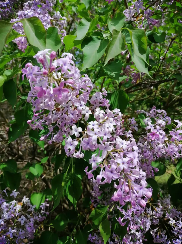 包含手机版婷婷丁香美的词条