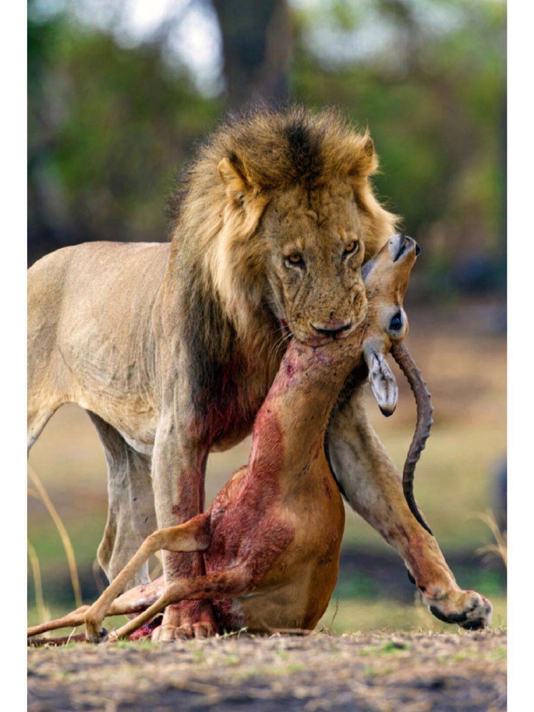 丛林法则手机版官网(丛林法则手机版官网下载)